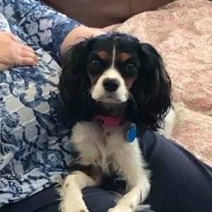 Meet your Posher, Audrey